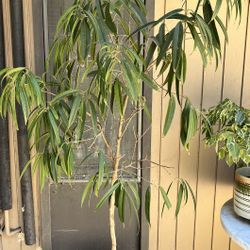 House plant in white ceramic planter