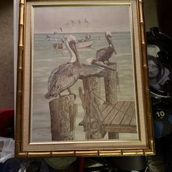 Pelican Picture 