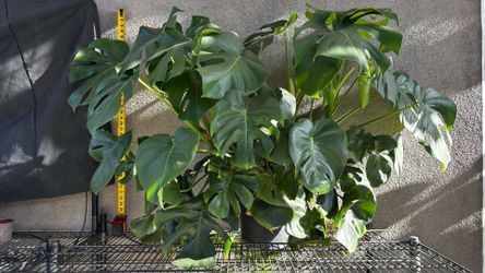 Monstera 3’x5’