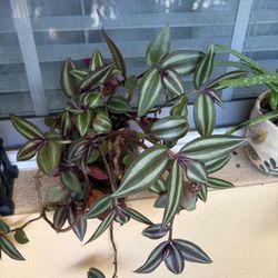 shi plant
