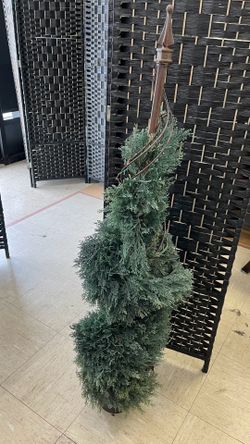 Rare Spiral topiary