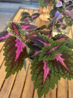 Coleus cuttings- Perfect Indoor House Plant