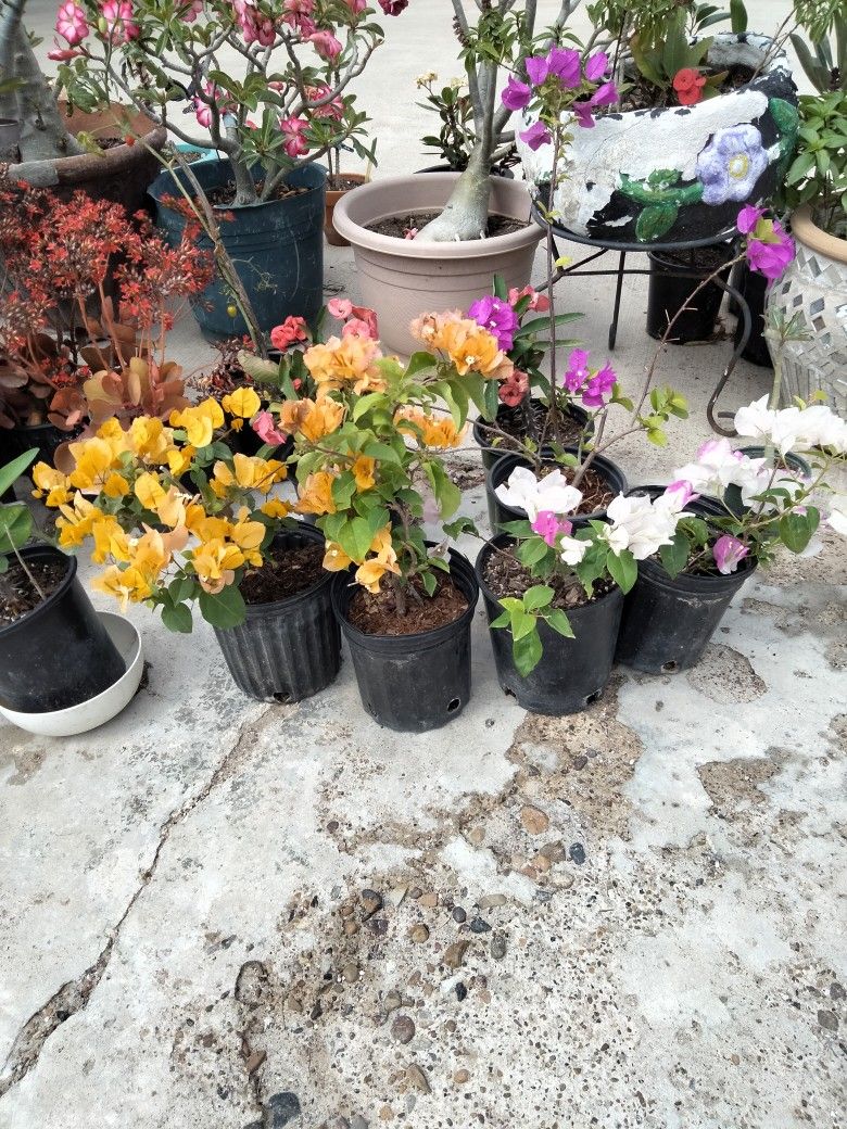 Plantas Boganvilias