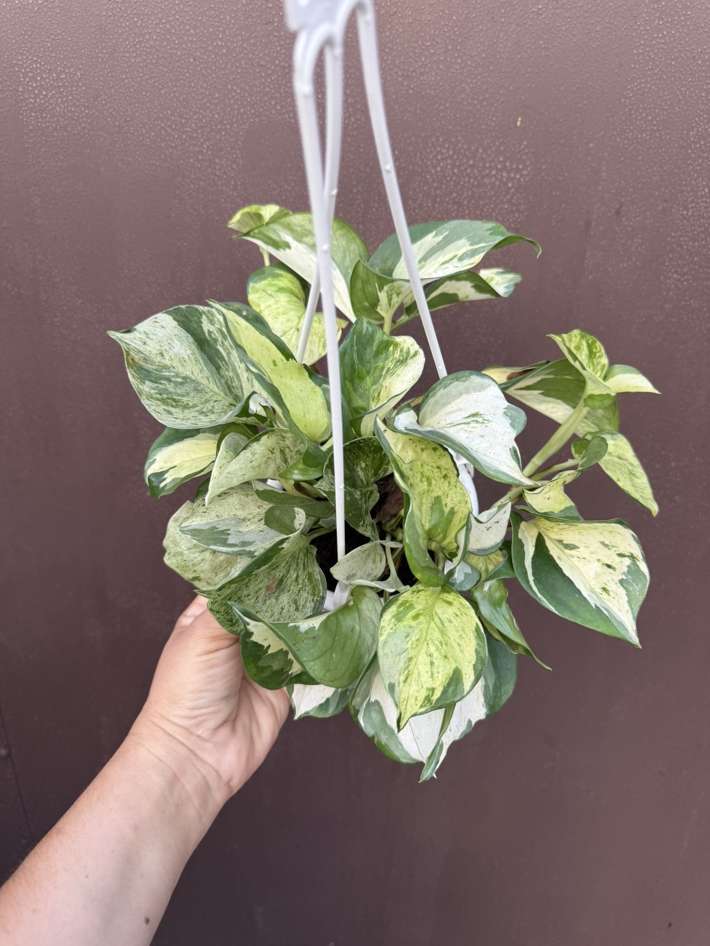 5” Manjula Pothos,All Products : American Fashion Style Bags On Sale