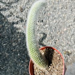 $12 A Monkey Tail Cactus Plant
