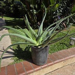 Aloe Vera Plant Medesinal