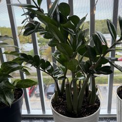 ZZ Plant (Zamioculca) 