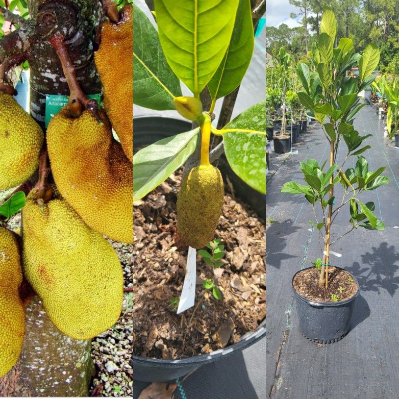Jackfruit  Grafted  Trees  3gal  Arboles  De Jackfruit  Injertados  3gal 