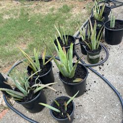 Aloe Vera