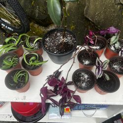 Plant Starts