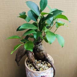 Bonsai Indoor Plant Available 1 Small And 1 Bigger Size 