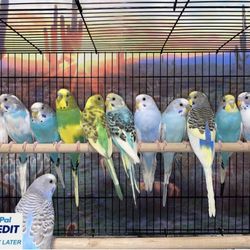 Fancy & Dilute Parakeets for sale (Budgerigar)
