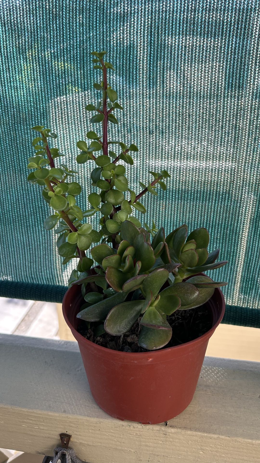 Jade Plant and Elephant Bush Plant