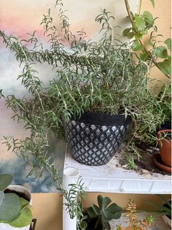 Large rosemary plant