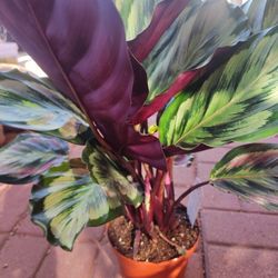Calathea Plant