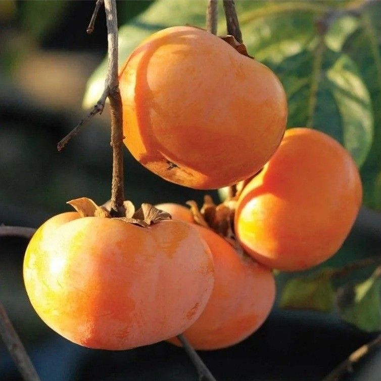 Persimmon Tree
