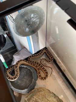 Jake the snake