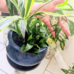 Four Different House Plants In Blue Ceramic Pot....Cuatro Plantas Differentes En Maceta De Ceramica 