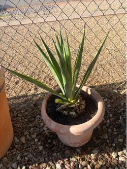 MAGUEY