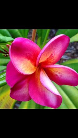 Plumeria plants and cuttings