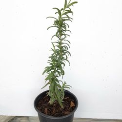 Organic Rosemary Plant