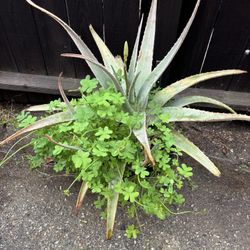 Fully Established Aloe W/clovers