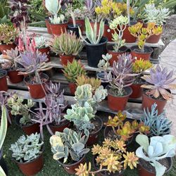 Variety Of Succulents Plants 