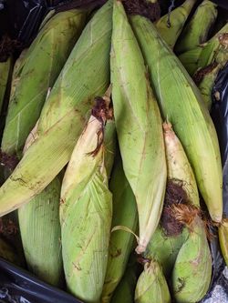 Elotes