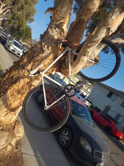 Golden cycle white