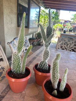 Cactus plants