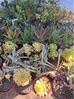 Large succulent plants
