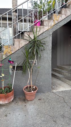 Plant