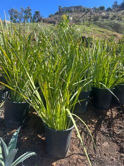 Plants