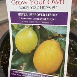 Meyer Lemon Tree 