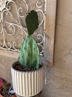 Live Cactus in Ceramic Planter Pot