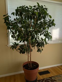 6' Ficus tree