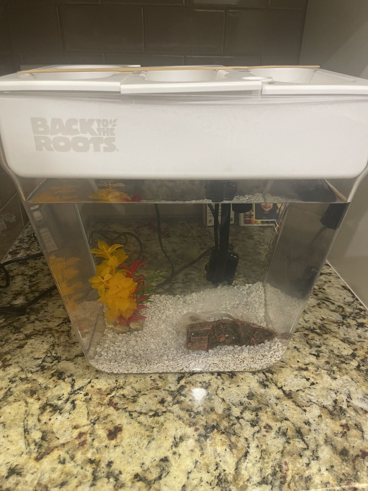 Fish Tank