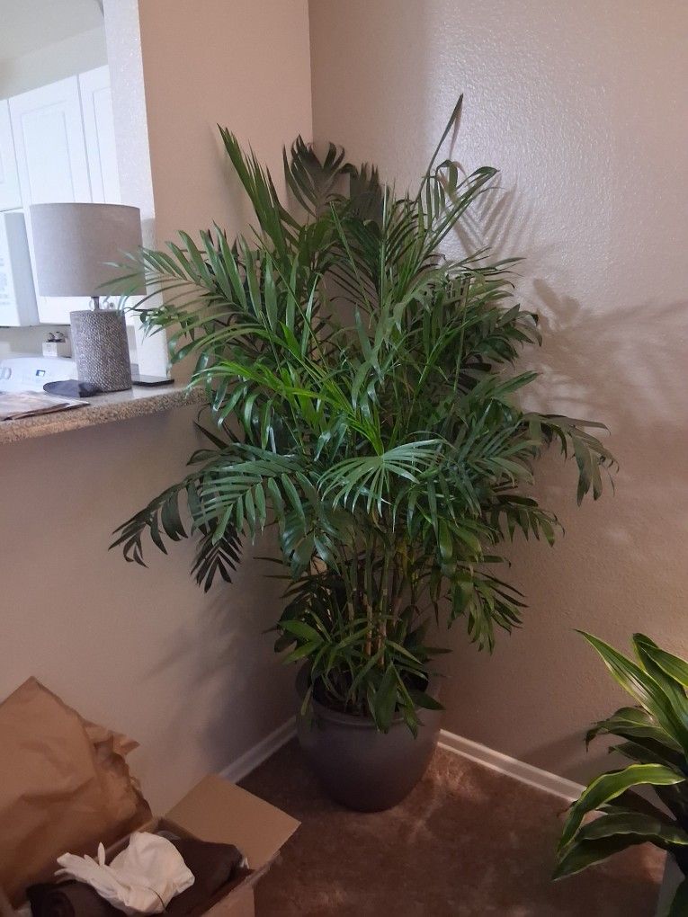 Chamadorea Seifrizii Bamboo Palm