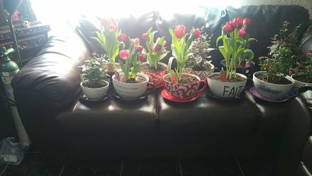 Valentines plants! 100% real!