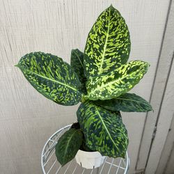 6” dieffenbachia reflector