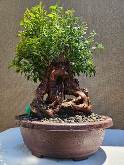 Old Australian Brush Cherry  Bonsai Tree  ( Eugenia myrtifolia Bonsai Tree  )