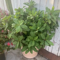 Crown Of Thorns Plant 