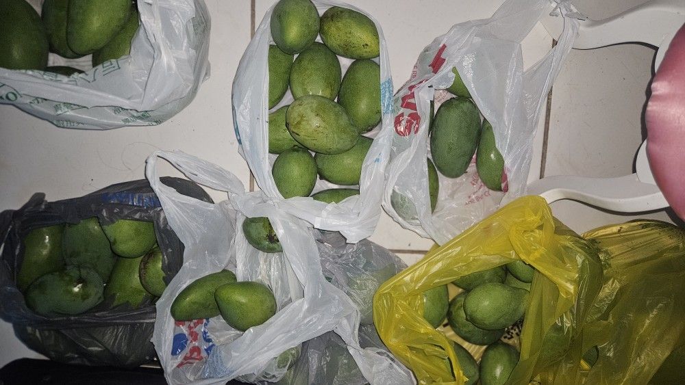 Organic Mangos $1.5 each 