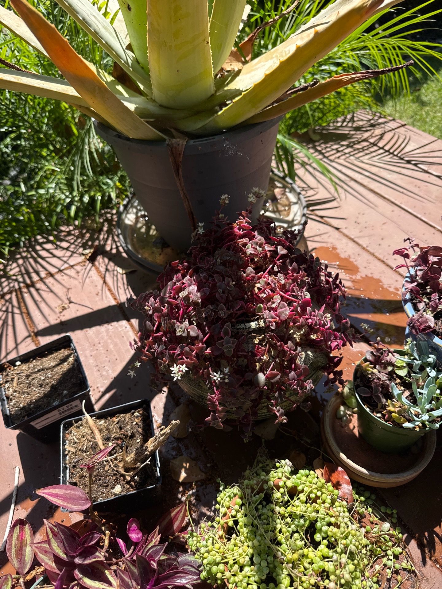 Plant sale $5 each