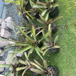 Bromeliad Plants 