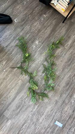 Decorative plant