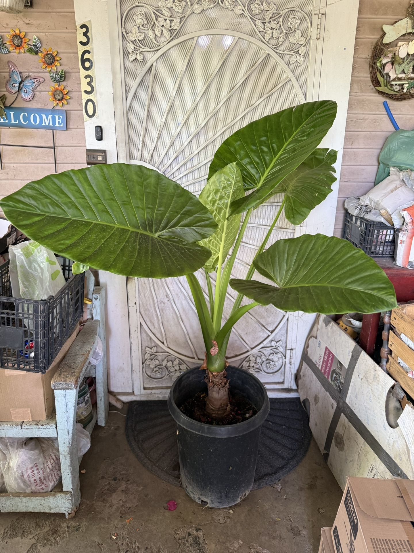 Elephant Ear Plant Flower