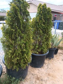 Priva cy  pines 🎍