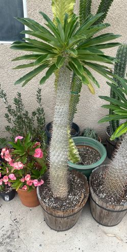 Madagascar palm