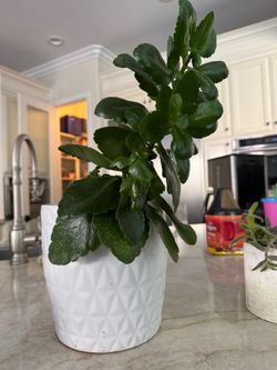 Large Kalanchoe in White Ceramic Planter